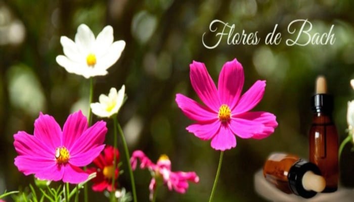 terapia floral