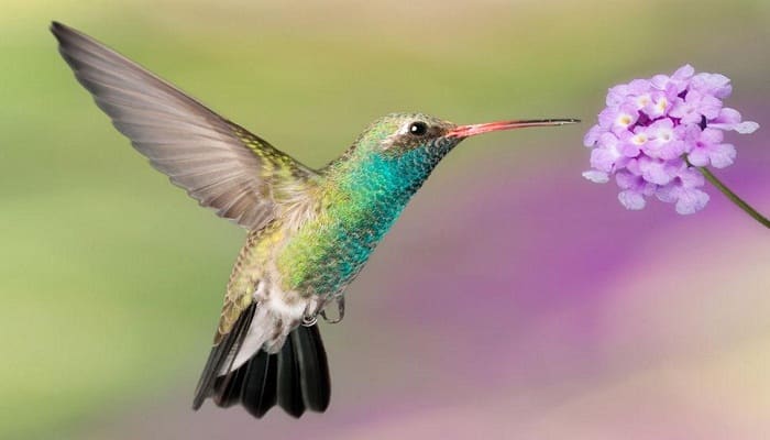 el colibri Animales Sagrados