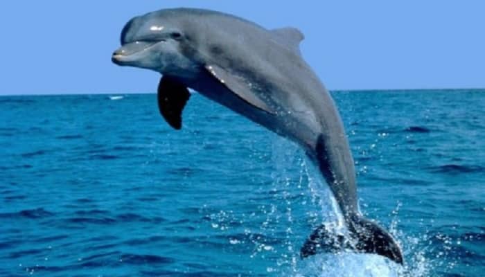 el delfin Animales Sagrados