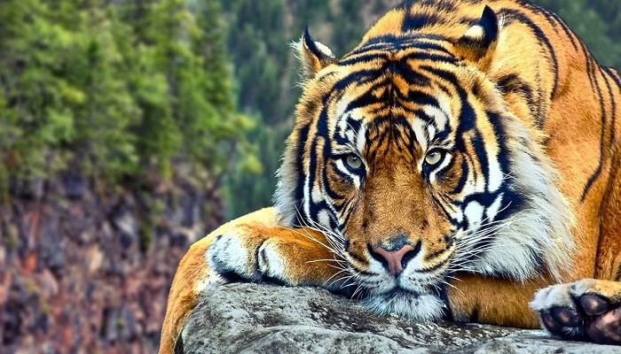 el tigre Animales Sagrados