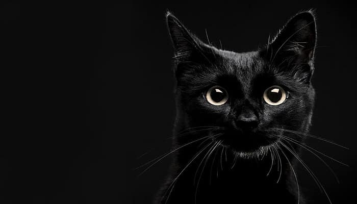 gato negro Animales Sagrados
