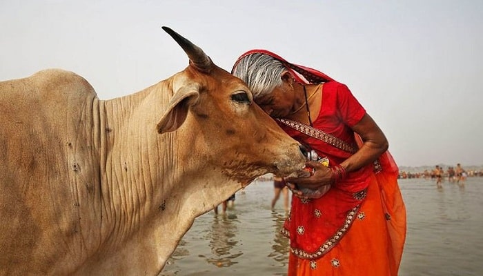 las vacas Animales Sagrados