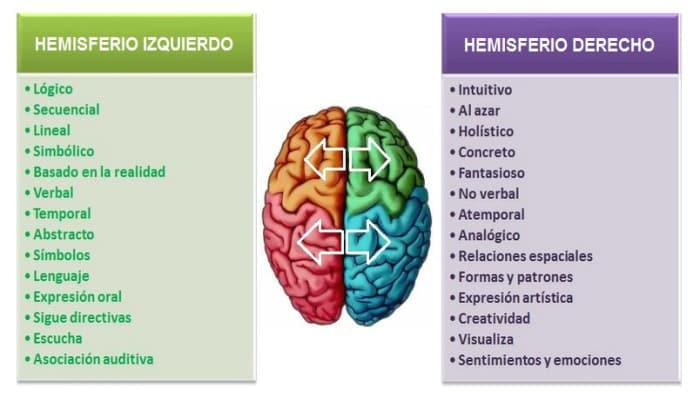 los hemisferios del cerebro