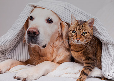cuidado de mascotas en el hogar